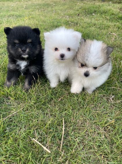 ปอมเมอเรเนียน (Pomeranian) เล็ก ปอมเมอเรเนียนแท้