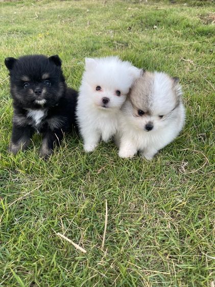 ปอมเมอเรเนียนแท้ รูปที่ 4