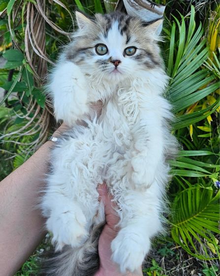 เปอร์เซีย รูปที่ 2