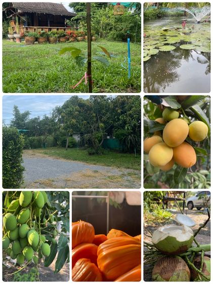 ที่ดินเปล่าถมแล้วพร้อมสวนไม้นานาชนิด