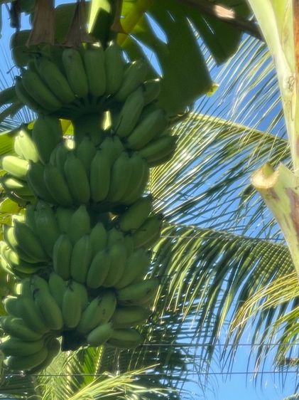 ใช่ ที่ดินเปล่าถมแล้วพร้อมสวนไม้นานาชนิด รูปที่ 4