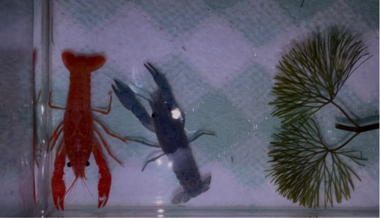 กุ้งเครฟิชยกคู่ ผู้-เมีย สีสดใส แข็งแรง รูปที่ 5