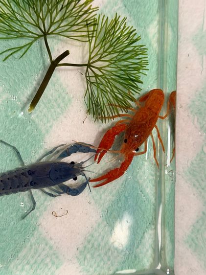 กุ้งเครฟิชยกคู่ ผู้-เมีย สีสดใส แข็งแรง รูปที่ 3