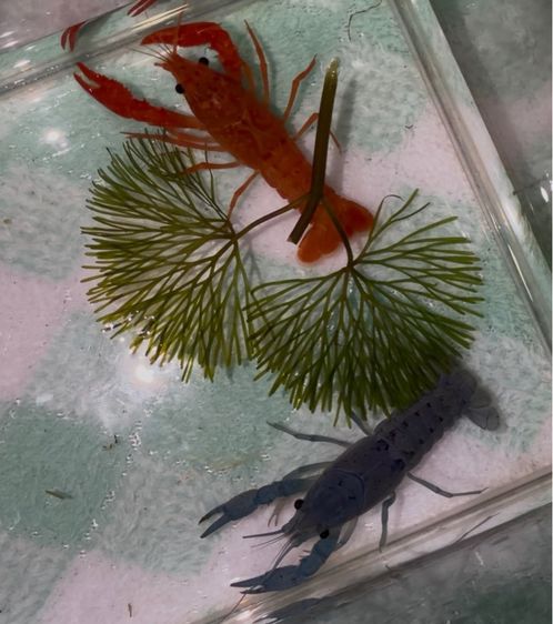 กุ้งเครฟิชยกคู่ ผู้-เมีย สีสดใส แข็งแรง รูปที่ 6