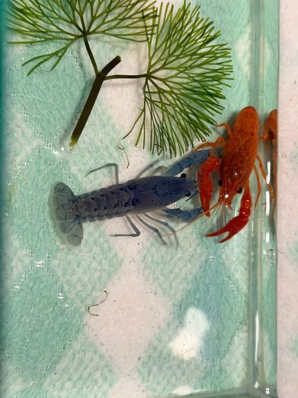 กุ้งเครฟิชยกคู่ ผู้-เมีย สีสดใส แข็งแรง รูปที่ 2