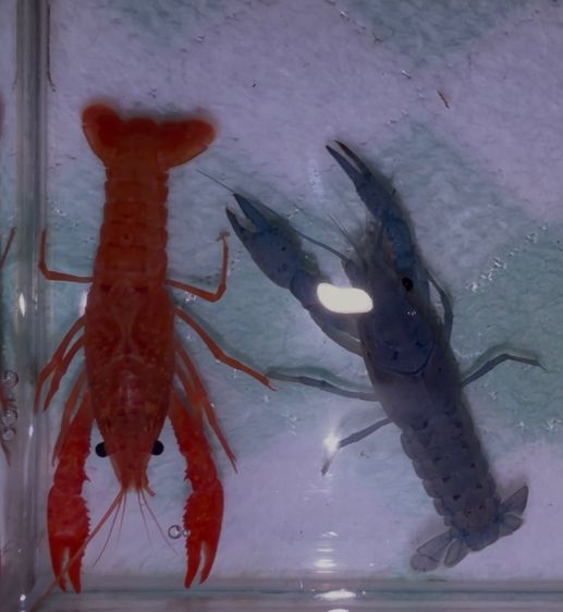 อื่นๆ กุ้งเครฟิชยกคู่ ผู้-เมีย สีสดใส แข็งแรง