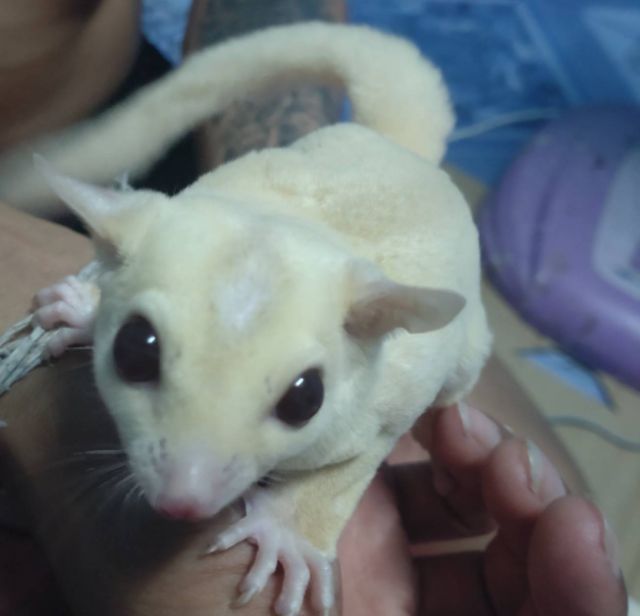 ชูก้า รูปที่ 4