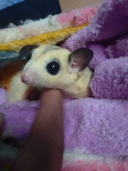 ชูก้า รูปที่ 3