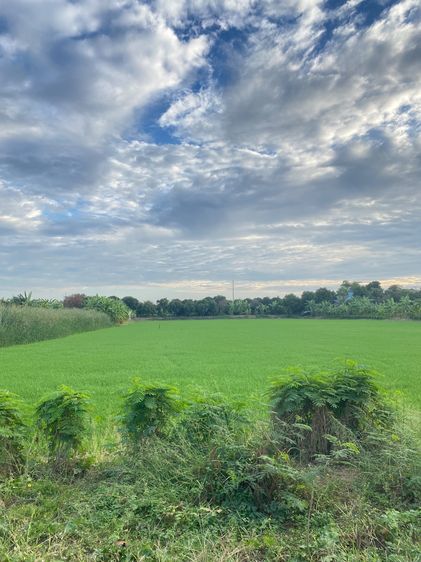 ที่ดินสร้างบ้านราคาดีที่สุดในบางบัวทอง รูปที่ 2