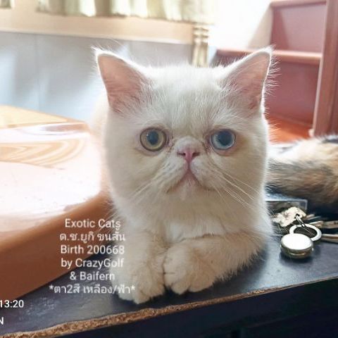 Exotic Cats