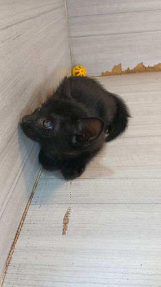 แมวดำ แมวโกญจา เพศผู้ อายุ2เดือนคะวัคซีนแล้ว1เข็มก่อนย้ายตรวจหัดแมวฟรีรับประกันเอดส์แมวกับรูคีเมียคะ รูปที่ 4