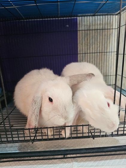 กระต่าย HL ผู้ เมีย ยกคู่ พร้อมกรง สอบถามได้นะครับขายยกคู่ รูปที่ 2
