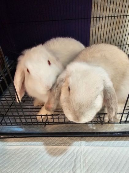 กระต่าย HL ผู้ เมีย ยกคู่ พร้อมกรง สอบถามได้นะครับขายยกคู่ รูปที่ 3