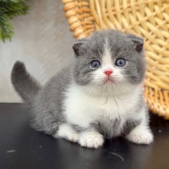 มันช์กิ้น (Munchkin) แมวขาสั้น ชาย