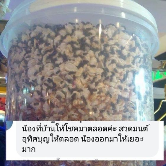 น้องกระดิ่งเงินกระดิ่งทอง คุณกระดิ่งเงินกระดิ่งทอง สัตว์เลี้ยงมงคล ผ่านพิธีแล้ว เสริมดวงการเงิน โชคลาภ ค้าขาย ทำธุรกิจปัง รูปที่ 3