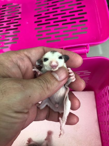 ชูก้า รูปที่ 2