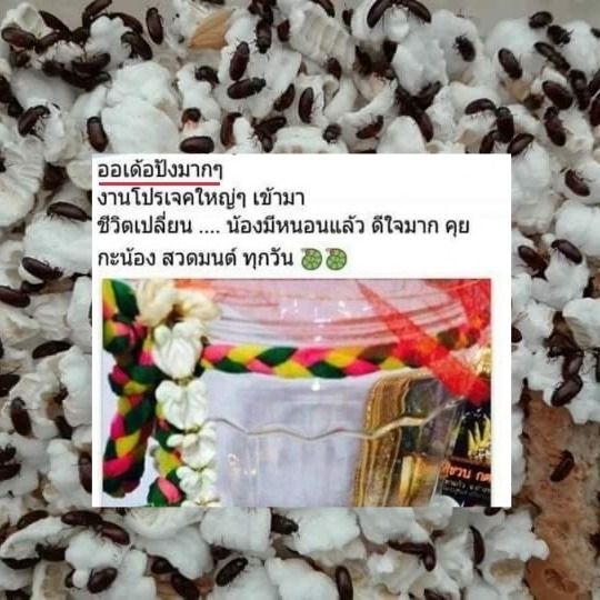 คุณกระดิ่งเงินกระดิ่งทอง น้องกระดิ่งเงินกระดิ่งทอง เสริมดวง มงคล เครื่องราง ของขลัง สัตว์เลี้ยงมงคล ร่ำรวย รับทรัพย์ ธุรกิจราบรื่น ไม่ติดขัด รูปที่ 3