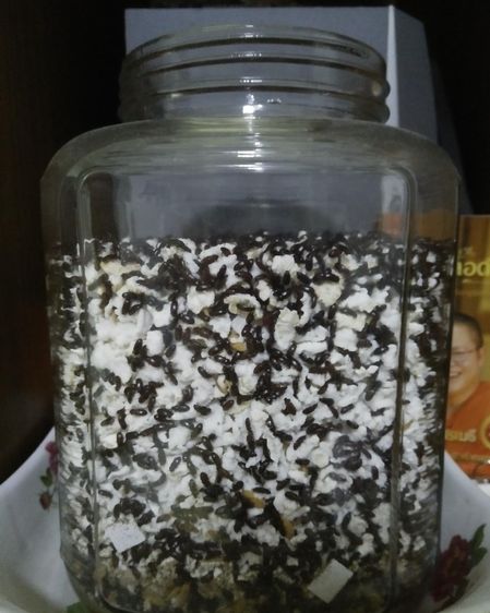 คุณกระดิ่งเงินกระดิ่งทอง น้องกระดิ่งเงินกระดิ่งทอง เสริมดวง มงคล เครื่องราง ของขลัง สัตว์เลี้ยงมงคล ร่ำรวย รับทรัพย์ ธุรกิจราบรื่น ไม่ติดขัด