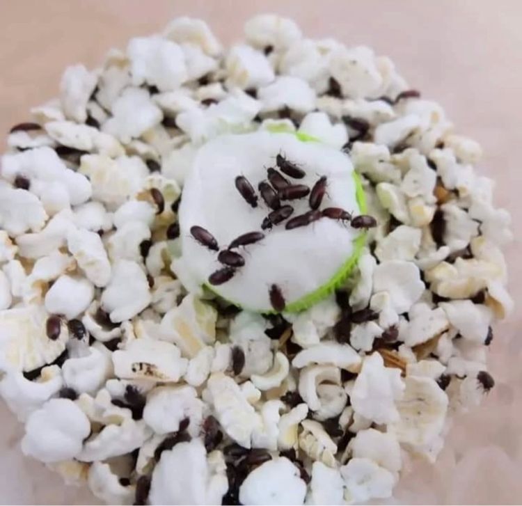 กระดิ่งเงินกระดิ่งทอง สัตว์เลี้ยงมงคล สุดปัง ผ่านพิธีแล้ว เสริมเสน่ห์ โชคลาภ ค้าขาย การเงิน รับทรัพย์