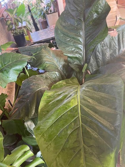 ต้นโชคเก้าชั้นขนาดใหญ่ รูปที่ 4