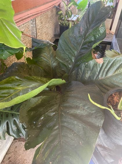 ต้นโชคเก้าชั้นขนาดใหญ่ รูปที่ 5