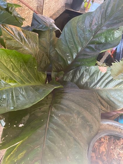 ต้นโชคเก้าชั้นขนาดใหญ่ รูปที่ 2