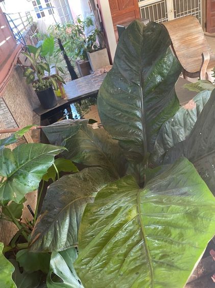 ต้นโชคเก้าชั้นขนาดใหญ่ รูปที่ 8