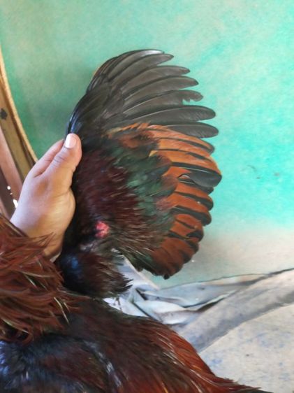 ไก่หนุ่มวัดดวงสายสามเอี่ยว รูปที่ 2