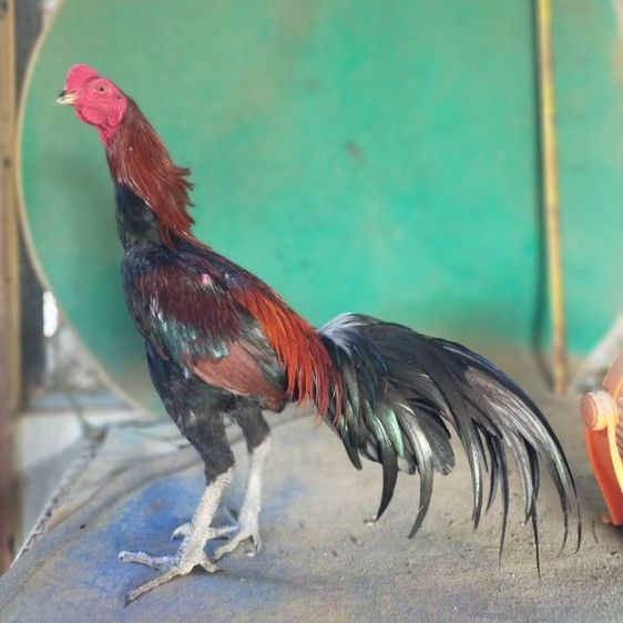 ไก่หนุ่มวัดดวงสายสามเอี่ยว