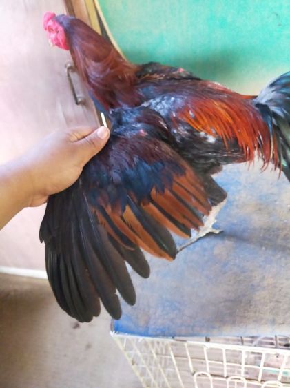 ไก่หนุ่มวัดดวงสายสามเอี่ยว รูปที่ 4