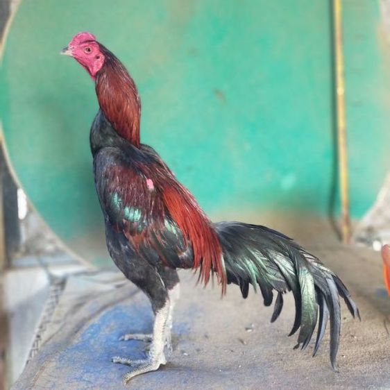 แบ่งไก่หนุ่มวัดดวงสายสามเอี่ยว