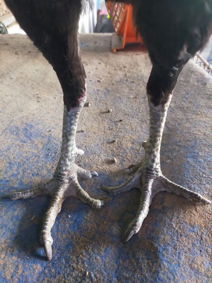 แบ่งไก่หนุ่มวัดดวงสายสามเอี่ยว รูปที่ 4