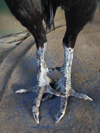 ไก่หนุ่มเชิงสายสามเอี่ยว รูปที่ 4