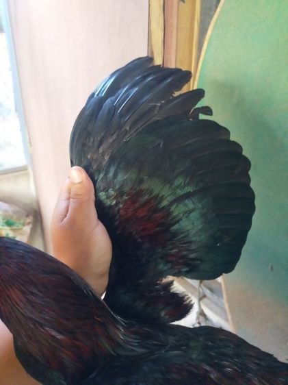 ไก่หนุ่มเชิงสายสามเอี่ยว รูปที่ 3