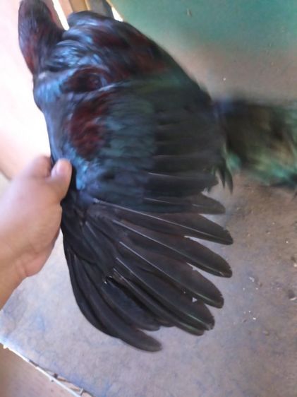 ไก่หนุ่มเชิงสายสามเอี่ยว รูปที่ 2