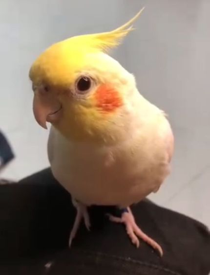 ค๊อกคาเทล