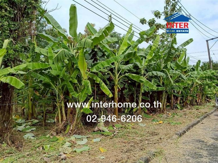 ที่ดินเปล่า 364 ตร.ว. ที่ดิน หมู่บ้านกฤษดานคร25 ซอยประชาร่วมใจ31 ถนนสุวินทวงศ์ ถนนนิมิตใหม่ เขตคลองสามวา กรุงเทพมหานคร รูปที่ 3