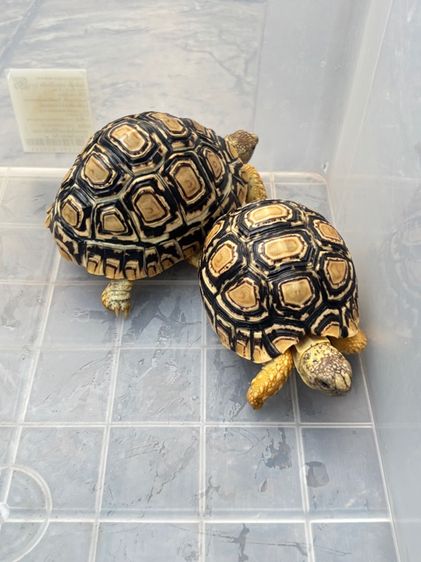 เต่าเรียลผาด  รูปที่ 3