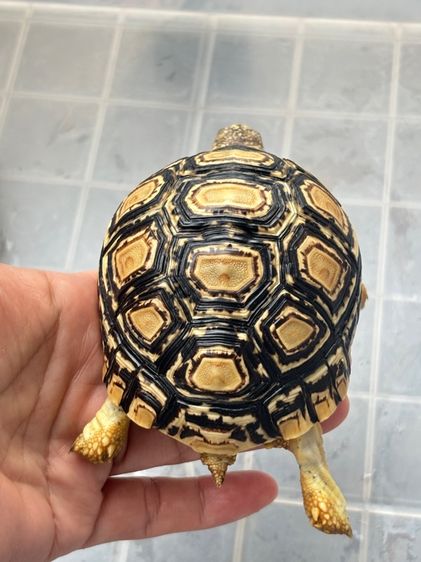 เต่าเรียลผาด  รูปที่ 8