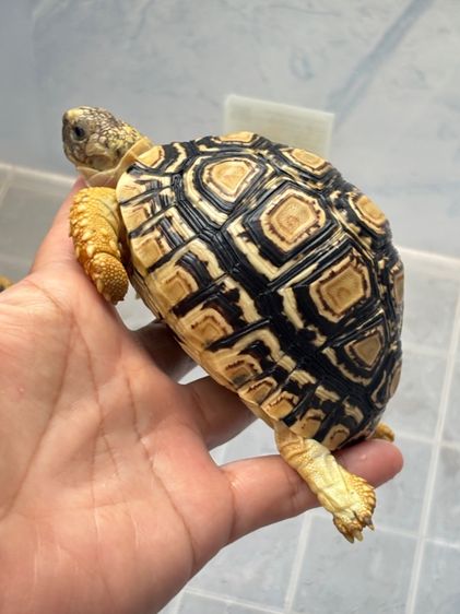 เต่าเรียลผาด  รูปที่ 10