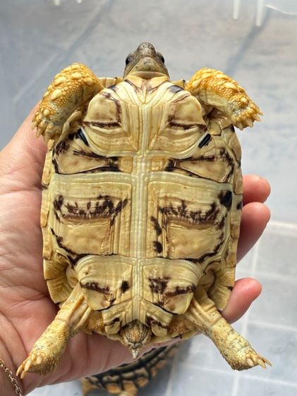 เต่าเรียลผาด  รูปที่ 18