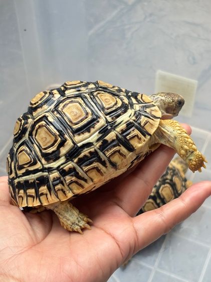 เต่าเรียลผาด  รูปที่ 16