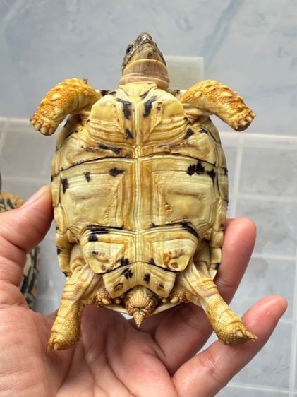 เต่าเรียลผาด  รูปที่ 12