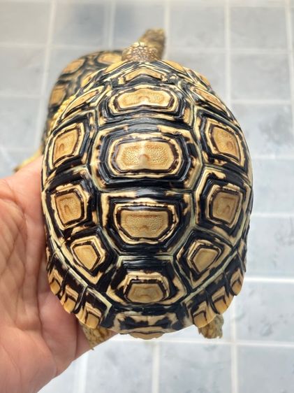 เต่าเรียลผาด  รูปที่ 14