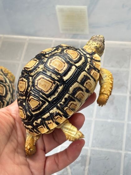 เต่าเรียลผาด  รูปที่ 9