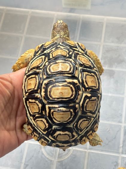 เต่าเรียลผาด  รูปที่ 5