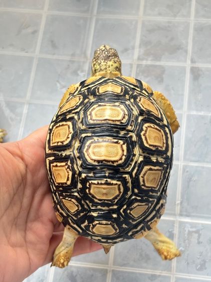 เต่าเรียลผาด  รูปที่ 7