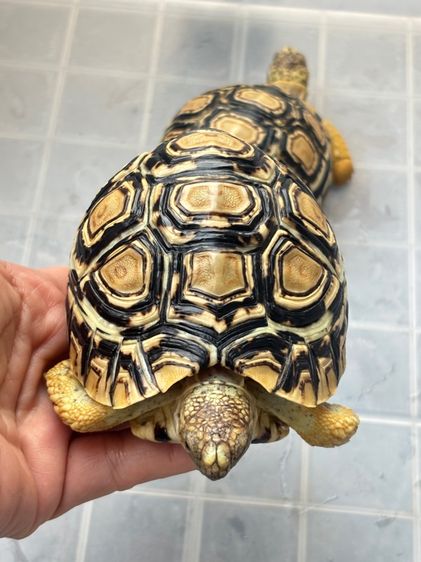 เต่าเรียลผาด  รูปที่ 13