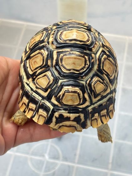 เต่าเรียลผาด  รูปที่ 17