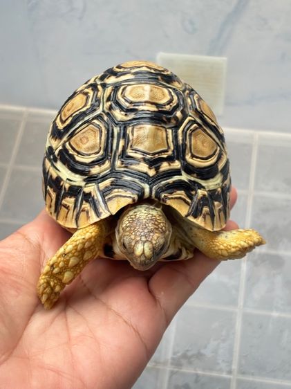 เต่าเรียลผาด  รูปที่ 6